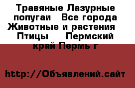 Травяные Лазурные попугаи - Все города Животные и растения » Птицы   . Пермский край,Пермь г.